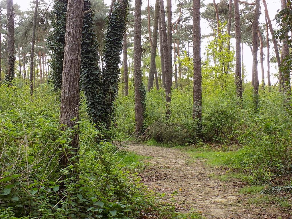 ليلل Verblijfpark De Brem المظهر الخارجي الصورة